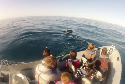 Algarve Dolphin Watching & Marine Life Eco Tour Algarve Dolphin Watching & Marine Life Eco Tour
