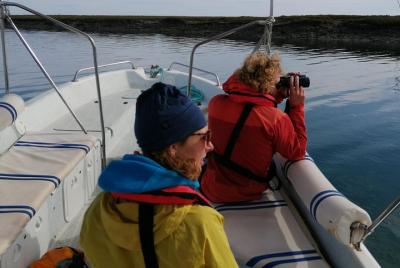 Birdwatching on Solar Boat Ria Formosa Birdwatching on Solar Boat Ria Formosa