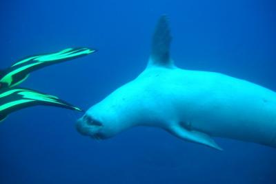 Scuba Diving In Garajau Reserve Scuba Diving In Garajau Reserve