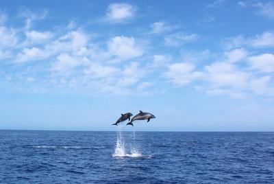 Whale and Dolphin Watching Tour in Madeira Whale and Dolphin Watching Tour in Madeira