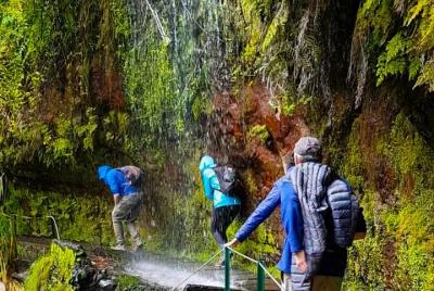 Levada Walk Madeira - Levada do Rei / Ribeiro Bonito In small gro Levada Walk Madeira - Levada do Rei / Ribeiro Bonito In small gro