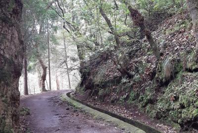 Private Guided Tour to Ribeiro Frio and Chão das Feiteiras 