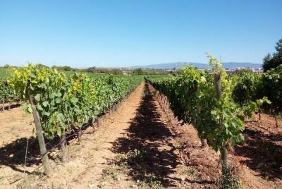 Algarve Wines Route