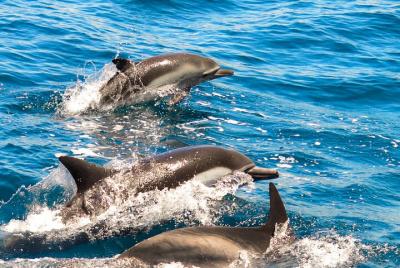 Dolphin-Watching in Marina de Lagos