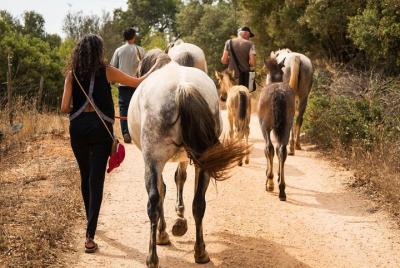 Horse Sanctuary: A walk with Rescued Horses and Foals