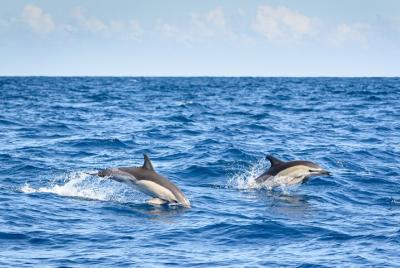 Half-Day Dolphin Watching Cruise from Lagos Half-Day Dolphin Watching Cruise from Lagos