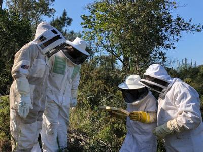 Beekeeping Experience