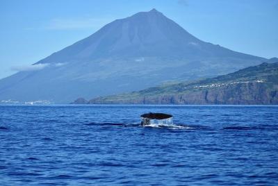 Whale and dolphin watching in Pico Island - half day