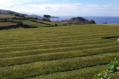 Walking Tour in the Tea Plantation 