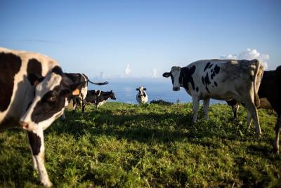Close Encounter with the Famous Azorean Cows
