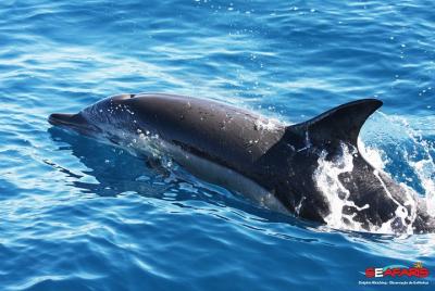 Portimão - Dolphin Watching Seafaris