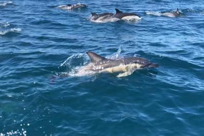 Dolphins Watching and Visit Caves