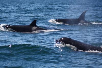 Alvor - Dolphin Watching tour