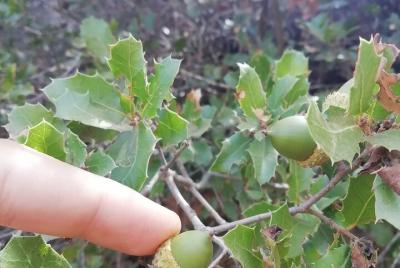 Urban foraging class in Alvor