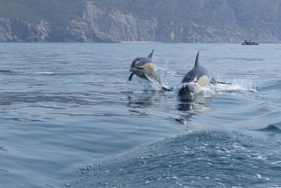 Dolphin Watching at the Arrabida (Lisbon region) Dolphin Watching at the Arrabida (Lisbon region)