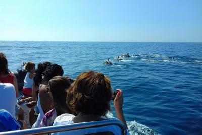Dolphin Watching and Boat Tour in Sesimbra Dolphin Watching and Boat Tour in Sesimbra