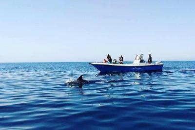 Dolphin watching in Sesimbra Dolphin watching in Sesimbra
